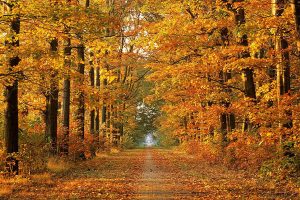 fall scene